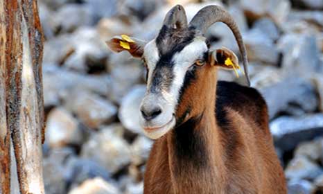 Φόρτωση σελίδας ενώτια