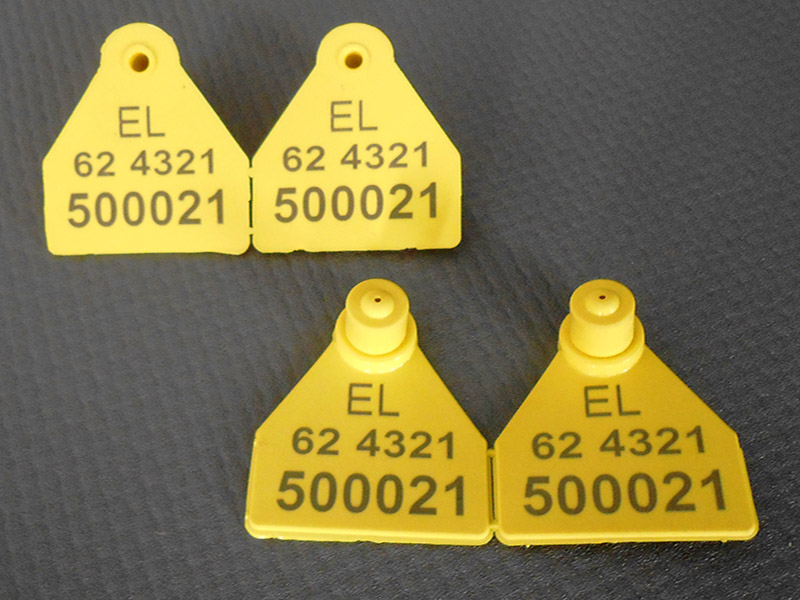 Φωτογραφία από Ενώτια Χοίρων