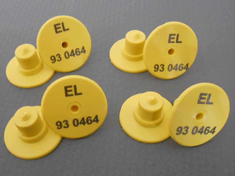 Φωτογραφία από Ενώτια Χοίρων Τύπου 2