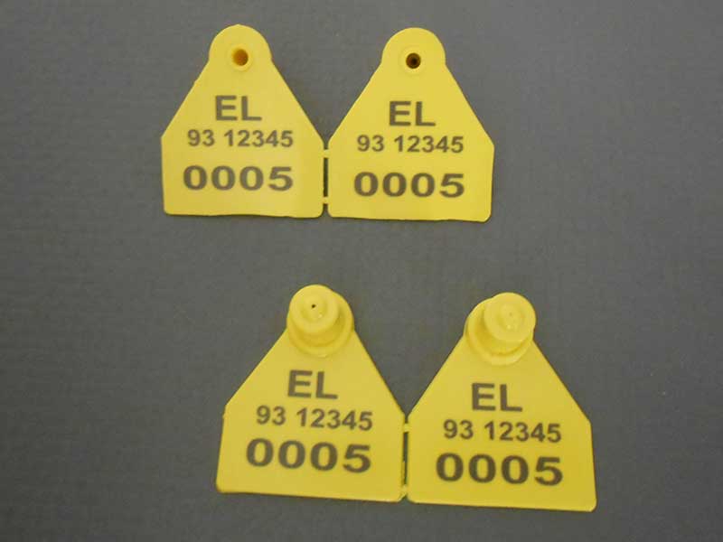 Φωτογραφία από Ενώτια Αιγοπροβάτων Τύπου 1 Σχήμα Α